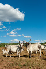 Livestock. Cattle in the field in Alagoinha, Paraiba State, Brazil on April 23, 2012.