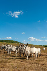Obraz premium Livestock. Cattle in the field in Alagoinha, Paraiba State, Brazil on April 23, 2012.