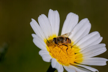 An eristalis tenax on a daisy rolectating pollen to pollinate