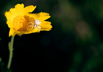 Thomisus onustus, white spider or crab spider hiding in a yellow daisy to be able to hunt some prey