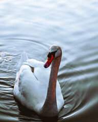 Weißer Schwan aus frontaler  Ansicht mit orangen Schnabel 