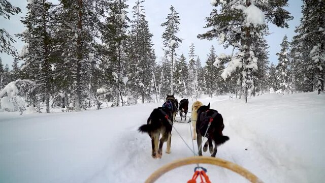 Riding husky sledge in Lapland