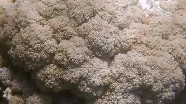 soft moving corals in the sea from egypt