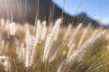 Close up of tall grass in sunlight in mountain countryside