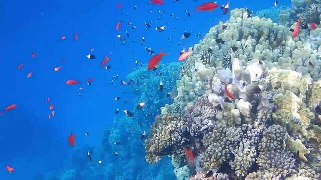 thousand of little colorful fishes in the red sea while diving