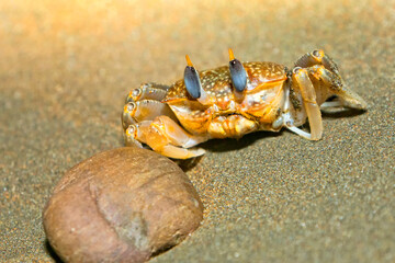 Crab, Marino Ballena National Park, Uvita de Osa, Puntarenas, Costa Rica, Central America, America