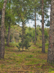 forest in autumn