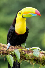 Keel-billed Toucan, Sulfur-breasted Toucan, Rainbow-billed Toucan, Ramphastos sulfuratus, Tropical Rainforest, Costa Rica, Central America, America
