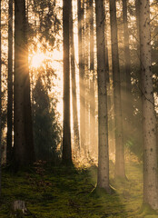 Fototapeta na wymiar Sunstar in the Forest 