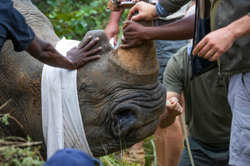 White rhino dehorning in action