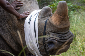White rhino dehorning in action © Jurgens