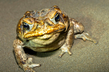 Cane Toad, Giant Neotropical Toad, Marine Toad, Rhinella marina, Marino Ballena National Park, Uvita de Osa, Puntarenas, Costa Rica, Central America, America
