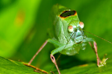 Mimetic Grasshopper, Tropical Rainforest, Costa Rica, America