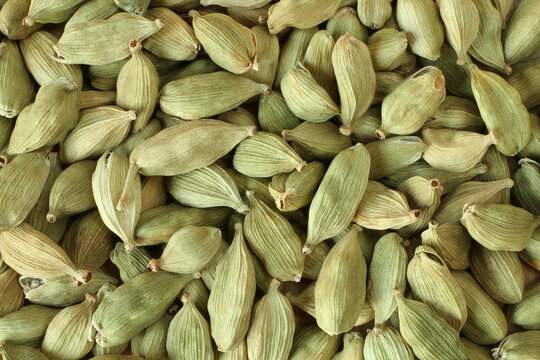 77 633 Best Cardamom Images Stock Photos Vectors Adobe Stock
