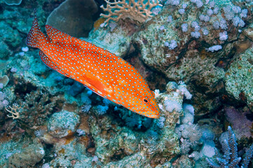 Coral grouper, Cephalopholis miniata, Coral Reef, Red Sea, Egypt, Africa