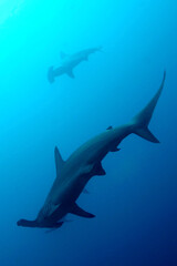 Hammerhead Shark, Sphyrna sp.,  Darwin and Wolf Islands, Galapagos Islands, Galapagos National Park, UNESCO World Heritage Site, Pacific Ocean, Ecuador, America