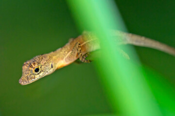 Anole Lizard, Anolis sp.,Tropical Rainforest, Corcovado National Park, Osa Conservation Area, Osa Peninsula, Costa Rica, Central America, America