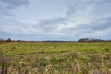 Obraz premium large green crop field with dead crop