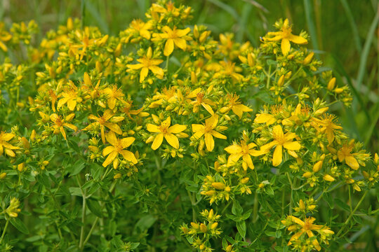 Bl&uuml;hendes Johanniskraut, Hypericum perforatum, in der Wildnis