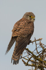 Kestrel bird perched