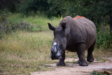 Obraz premium White Rhino dehorned - Alive and well