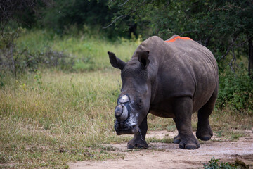 White Rhino dehorned - Alive and well