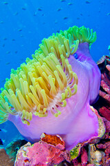 Magnificent Sea anemone, Ritteri anemone,Heteractis magnifica, Bunaken National Marine Park,...