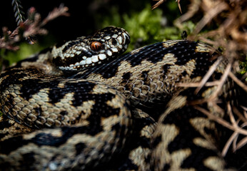 Adder snake poisonous serpent