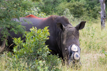 Dehorned white rhino - Alive and well