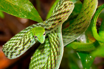 Green Vine Snake, Long-nosed Whip Snake, Ahaetulla nasuta, Sinharaja National Park Rain Forest, World Heritage Site, UNESCO, Bioreserve, Sri Lanka, Asia.