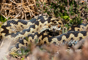 Adder snake poisonous serpent