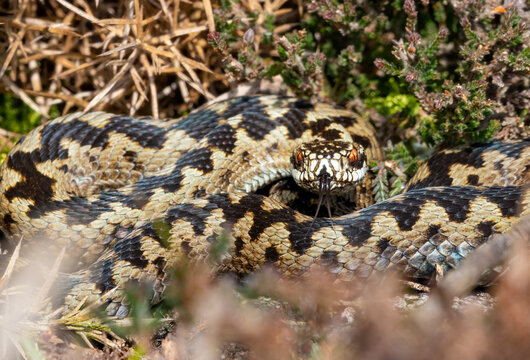 Adder snake poisonous serpent