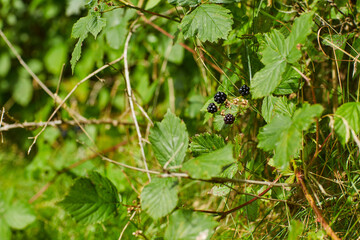 close up of blackberry on a bush