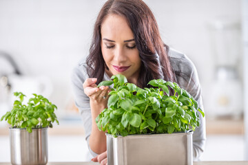 Young brunette woman holding and smelling lovely green basil in her kitchen