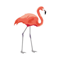 flamingo exotic bird