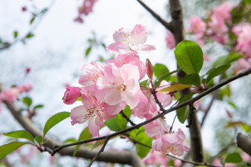 Spring, pink Crabapple blossom tree