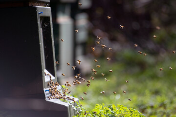 Bees flying into a manmade hive. Blurred green backgound.