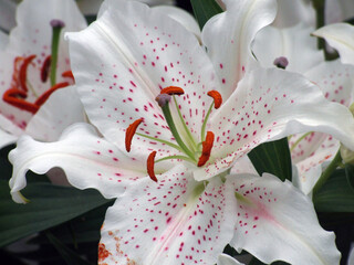 Fototapeta na wymiar white lily with stamens, close-up photo