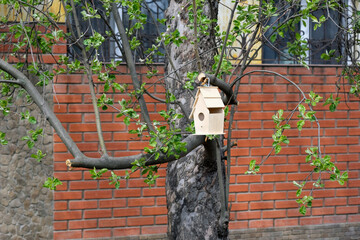 Wooden birdhouse in the shape of a house with a round hole in a tree branch. Homemade birdhouse hangs in the spring on a tree near the house. Taking care of birds, feeding tits and sparrows.