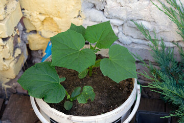 A young bush of cucumbers grows in a bucket outside. Growing cucumbers in containers. Seedlings for cucumbers in early spring. © Tetiana