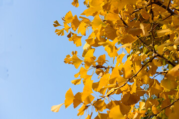 Under the background of blue sky, the beautiful and colorful autumn is a collection of yellow ginkgo leaves