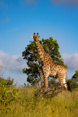 Fototapeta premium Giraffe on the horizon - blue sky