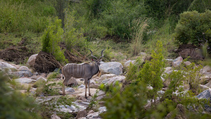 Kudu bull in a dry riverbed