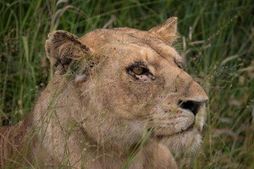 Obraz na płótnie Canvas the face of a lioness