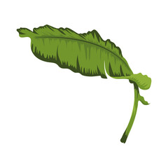 exotic leaf plant
