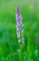 ORCHIDACEAE - ORQUIDEAS, Springtime, Liendo, Cantabria, Spain, Europe