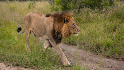 big male lion on the move