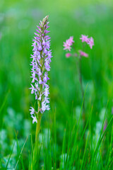 ORCHIDACEAE - ORQUIDEAS, Springtime, Liendo, Cantabria, Spain, Europe