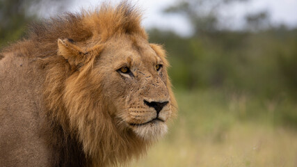 Face of a male lion