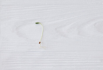 Fresh flax sprout on white wood background, top view . Flax or linen sprouter, microgreen